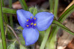 Hairyflower spiderwort